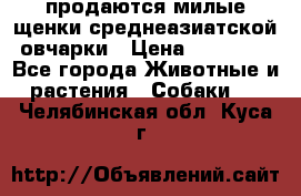 продаются милые щенки среднеазиатской овчарки › Цена ­ 30 000 - Все города Животные и растения » Собаки   . Челябинская обл.,Куса г.